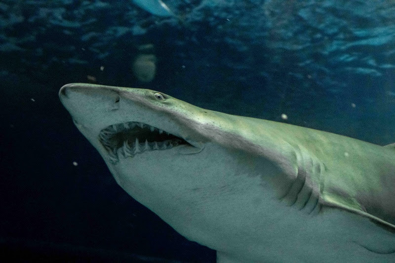 AquaRio conquista acreditação internacional da ALPZA por excelência em conservação e bem-estar animal